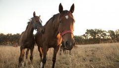 aP | Equinos