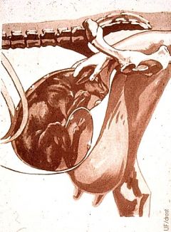 aP | Reproducción de bovinos